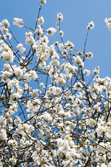 white flowers in spring