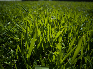 Green grass background