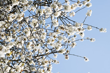 white flowers in spring