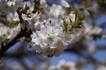 Cherry in bloom
