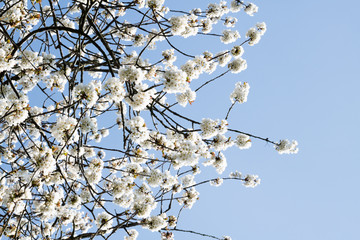 White blossom on blue sky background