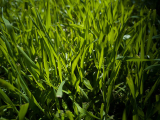 Green grass background
