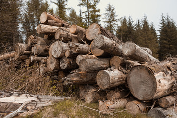 A stock pile of timber, chopped down trees to make clear for farming crops. De-forestation and devastation of woodland and countryside.