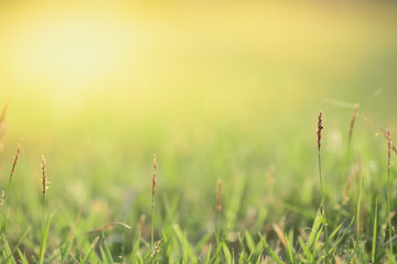 Close up beautiful view of nature green grass on blurred greenery tree background with sunlight in public garden park. It is landscape ecology and copy space for wallpaper and backdrop.
