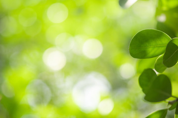 Obraz premium Close up beautiful view of nature green leaves on blurred greenery tree background with sunlight in public garden park. It is landscape ecology and copy space for wallpaper and backdrop.