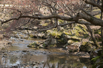 Obraz na płótnie Canvas fawns or deer in a pond near the Todai-ji temple in the city of Nara in Japan 2