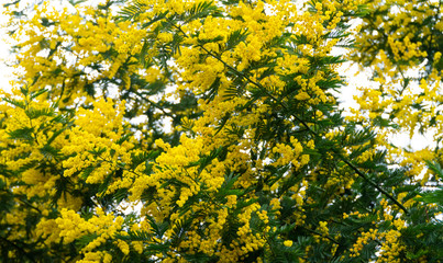 Fototapeta premium blooming mimosa tree