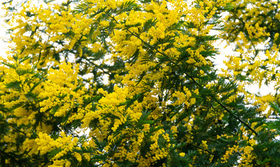 blooming mimosa tree