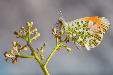 Nel mondo delle farfalle (Anthocharis cardamines)