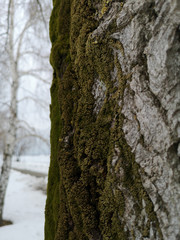 Wood texture with green moss closeup. Grunge tree background