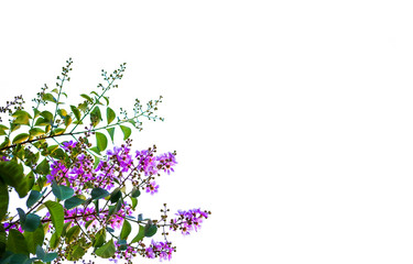 Isolated of beautiful tree branch with colorful leaf on white background. Clipping path and copy space- Image.