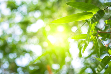 Fototapeta na wymiar Beautiful bamboo leaf with yellow sunlight on greenery blurred background in morning time.Freshness concept use for decorative wallpaper and template of website magazine. -Image.