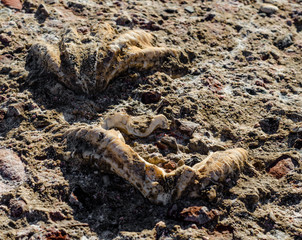 excavated shell grew into stone close up