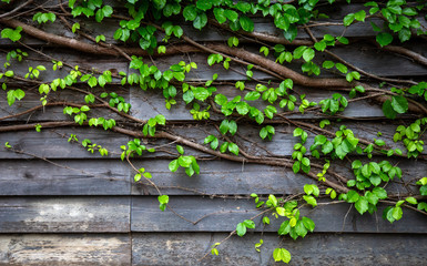Green leaf ivy on wood board