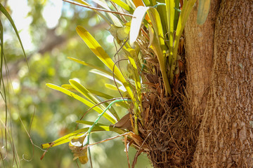 Natural forest floor Halabala National Park in southern Thailand