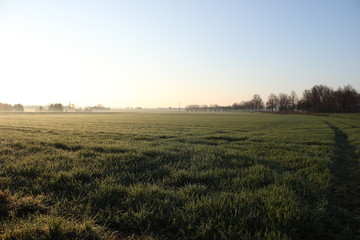 Obraz premium Grüne Wiese im Sonnenschein Morgenstimmung im Nebel
