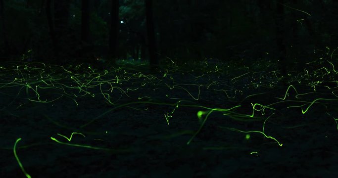 Timelapse of firefly swarming