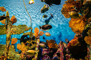 Fototapeta na wymiar Colorful coral reef with many fish in sea aquarium