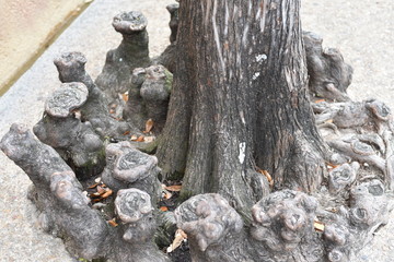 Bald Cypresses