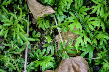 Natural forest floor Halabala National Park in southern Thailand