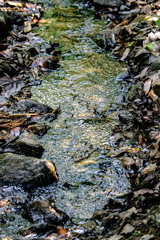 Natural forest floor Halabala National Park in southern Thailand