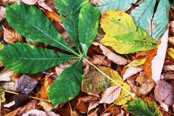 green chestnut leaf on the ground