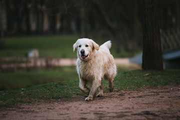 Dirty dog at walk running forward in the evening