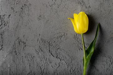 Yellow beautiful tulips on grey background with space for text