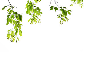 Natural green, white background. There is space for entering text.