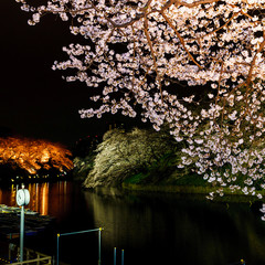 [東京都] 千鳥ヶ淵の夜桜 (No.8460)