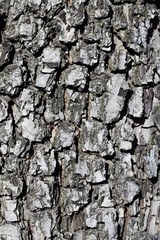 Bark wood texture background