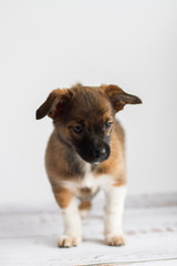 Little mongrel dog close up