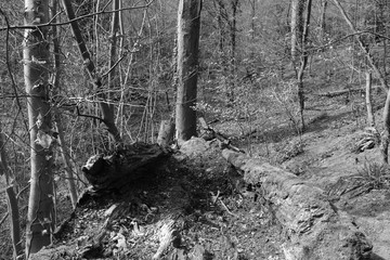 tree in forest