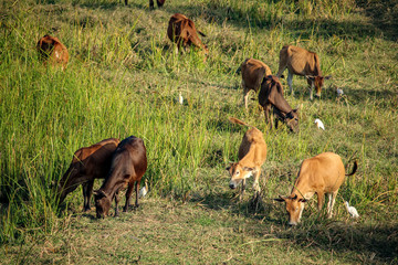 Cows and pastures natural life