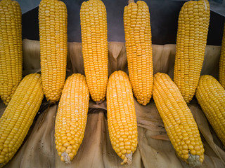 Fresh corn background