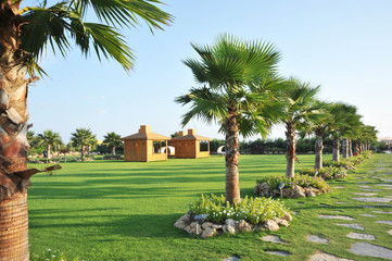 Fototapeta premium Field for walking, picnic. Palm trees, flowers, sunny day