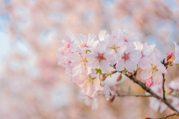 Cherry blossoms blooming under the blue sky