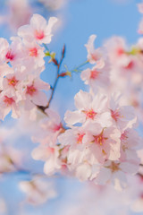 Obraz premium Cherry blossoms blooming under the blue sky