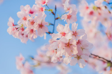 Cherry blossoms blooming under the blue sky