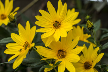 margaritas amarillas flores