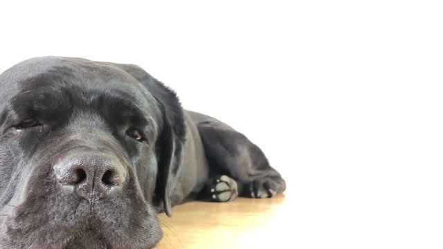 Big, black dog Cane Corso, closeup