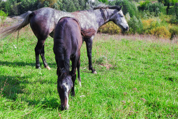 village horse and foal grazing in a meadow near the farm
