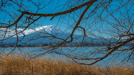 Tree Branch With Lake Fuji Mountain Background