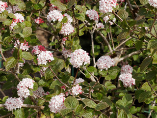 Viburnum carlesii - La viorne de Carles 'Aurora' ou viorne de Corée