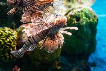 Colorful lion fish in aquarium