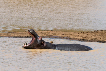Hippopotame, Hippopotamusa amphibius, Parc national Kruger, Afrique du Sud