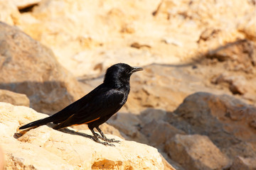 The black bird sits on a stone on Masada mountain
