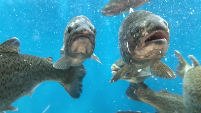 A lot of fish swims in the water. Salmon in blue water. Large aquarium, salmon close-up.