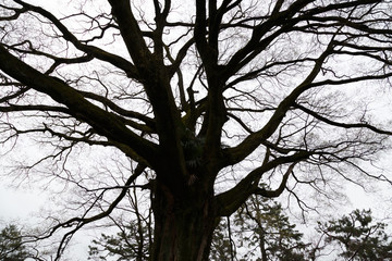 Fototapeta premium Silhouette of the old bare tree on the white background.