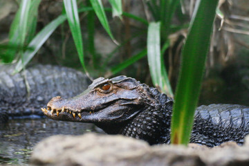 Junger Alligator im Porträt